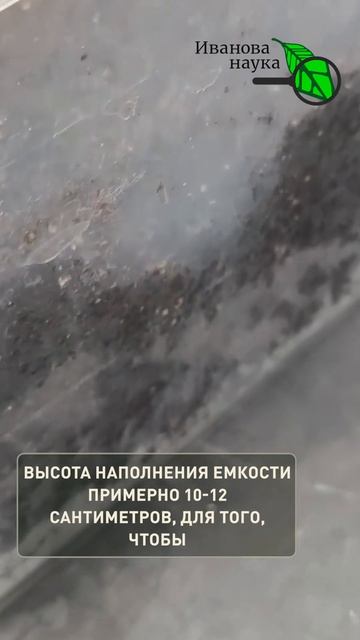 ЭТА РАССАДА САМАЯ ВЫНОСЛИВАЯ! Ускоренная рассада томатов без заморочек. Как быстро вырастить рассаду