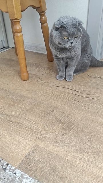 Шотландская вислоухая кошка Риана 13.04.2026.