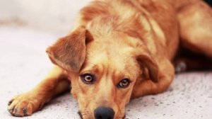 🎵" СОБАЧЬЯ ВЕРНОСТЬ "🎵