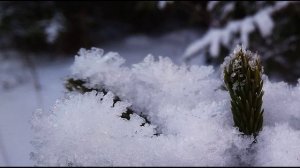 М. Цветаева. Я Вас люблю всю жизнь и каждый день...