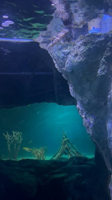 Рыбки в океанариуме ч.25