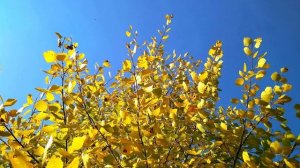 С. Есенин. Любовь моя, прости, прости...