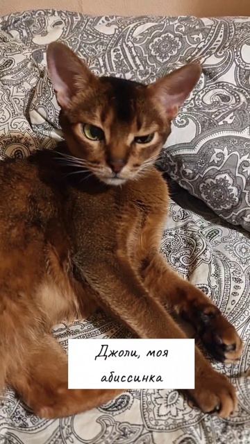 Обожаемая красотка Джоли. #котики #питомцы #абиссинская  #милота #смешныекоты