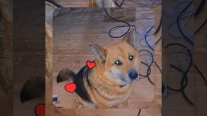 1000056000.mp4 (Собака наблюдает за устройством лестницы на 2-ой этаж в доме А-фрейм)