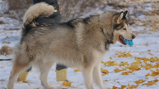 аляскинский маламут