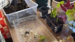 13-04-2026 Пошел снег, занимаюсь   цветами.