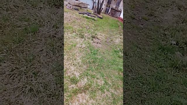 наследование 1