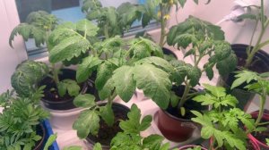 Моя рассада на ранний урожай.