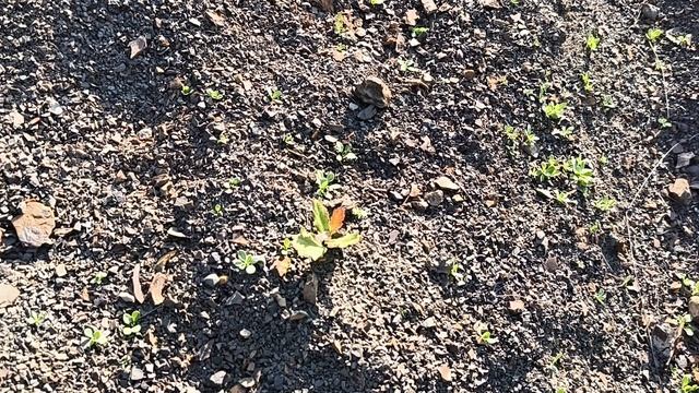 Начали прорастать семена, посаженные зимой, в горах Крыма!