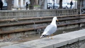 Ялта. Крик чайки.