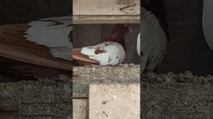 в гостях у Маликова