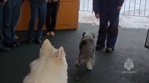 Кинологи в СОШ 28 ПКГО