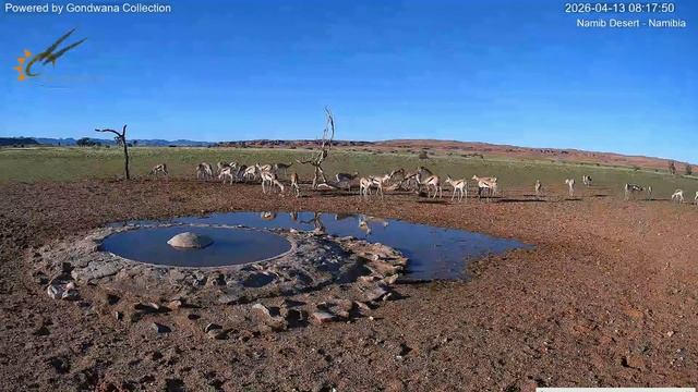 Пустыня Намиб оживает