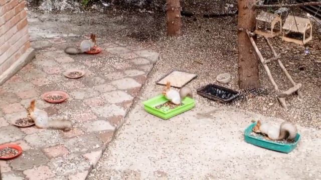 понедельник в вольном зоопарке