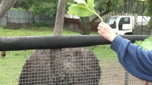 Страусиная ферма в Приморье_2016