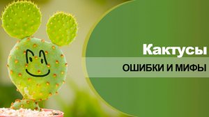 Ошибки и мифы в выращивании кактусов.