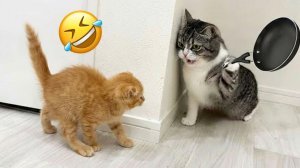 Смешные и забавные животные 😻😺 Лучшие приколы с животными 🐶 Подборка забавных животных