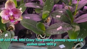 № А29 Phal. Miki Crazy Tune peloric размер горшка 2,5 дюйма