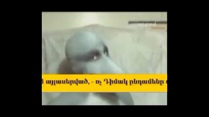 Человек дельфин