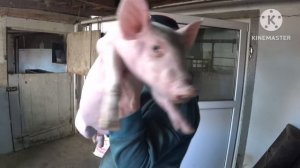 ‼️ Забой‼️ Убрали двух огромных хряков.