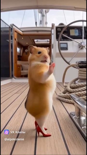 хомяк танцует в каблуках