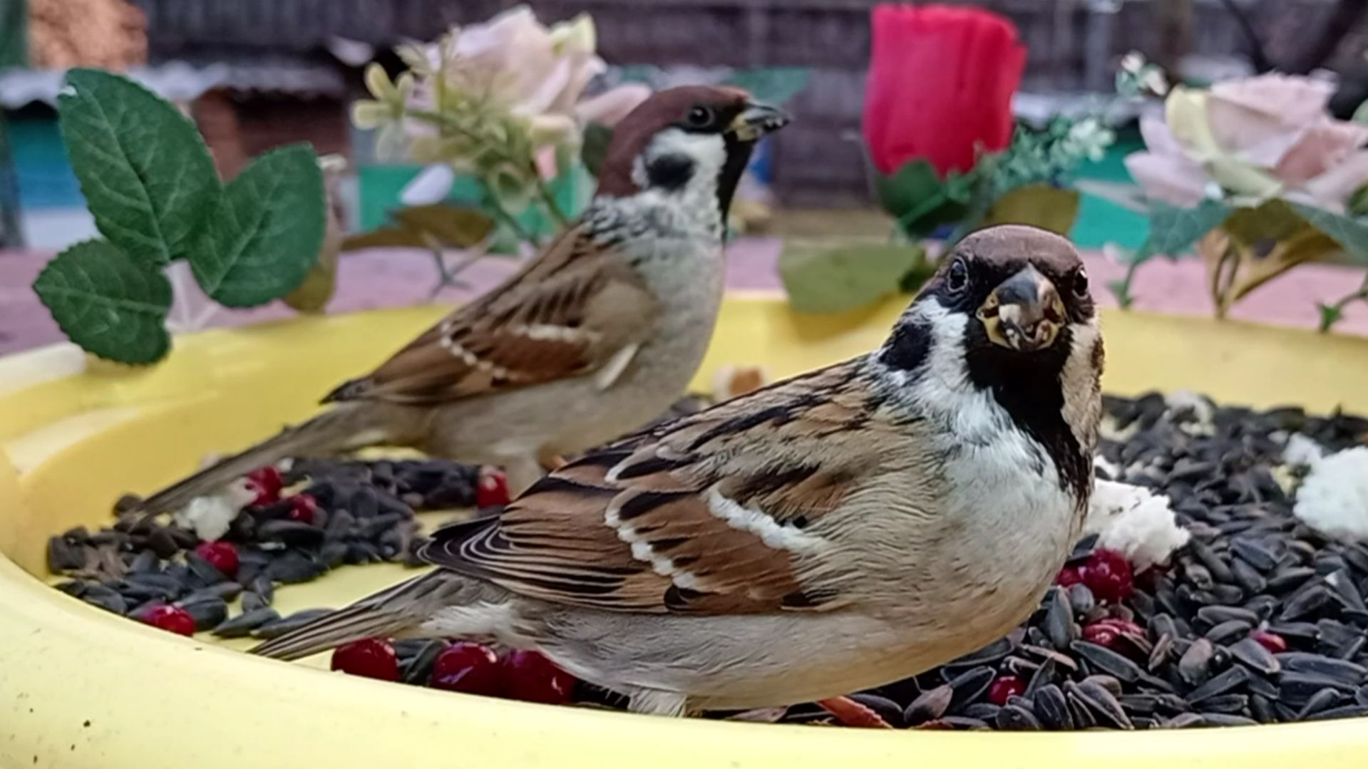 Забавные Птички на кормушке