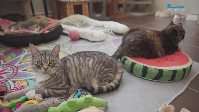 Кошачий детский сад. Как забирая из приюта одного котика, спасаешь сразу двоих