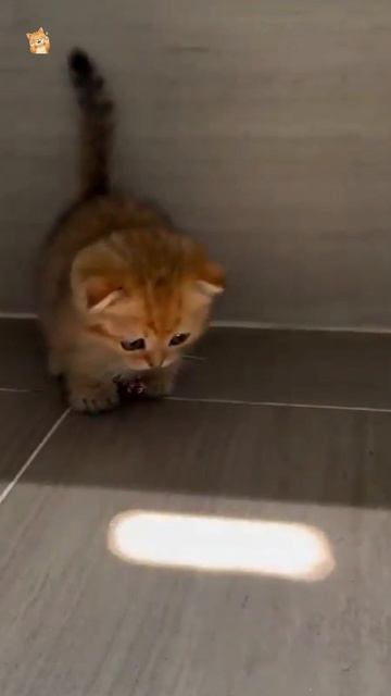Солнечный зайчик.😻Веселые котики. Коты хулиганы! Невероятные трюки! #кот #хулига #трюк #смех #short