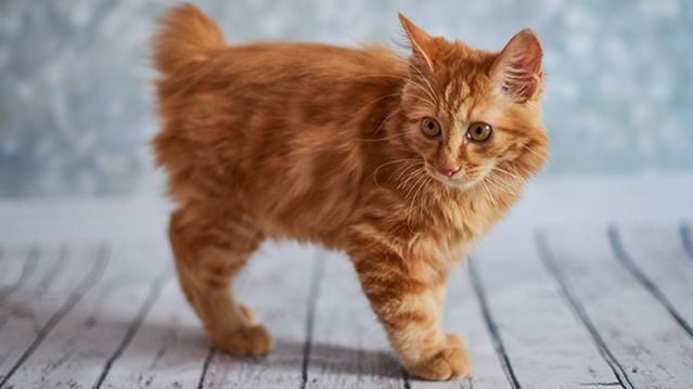 Маленькие кошки