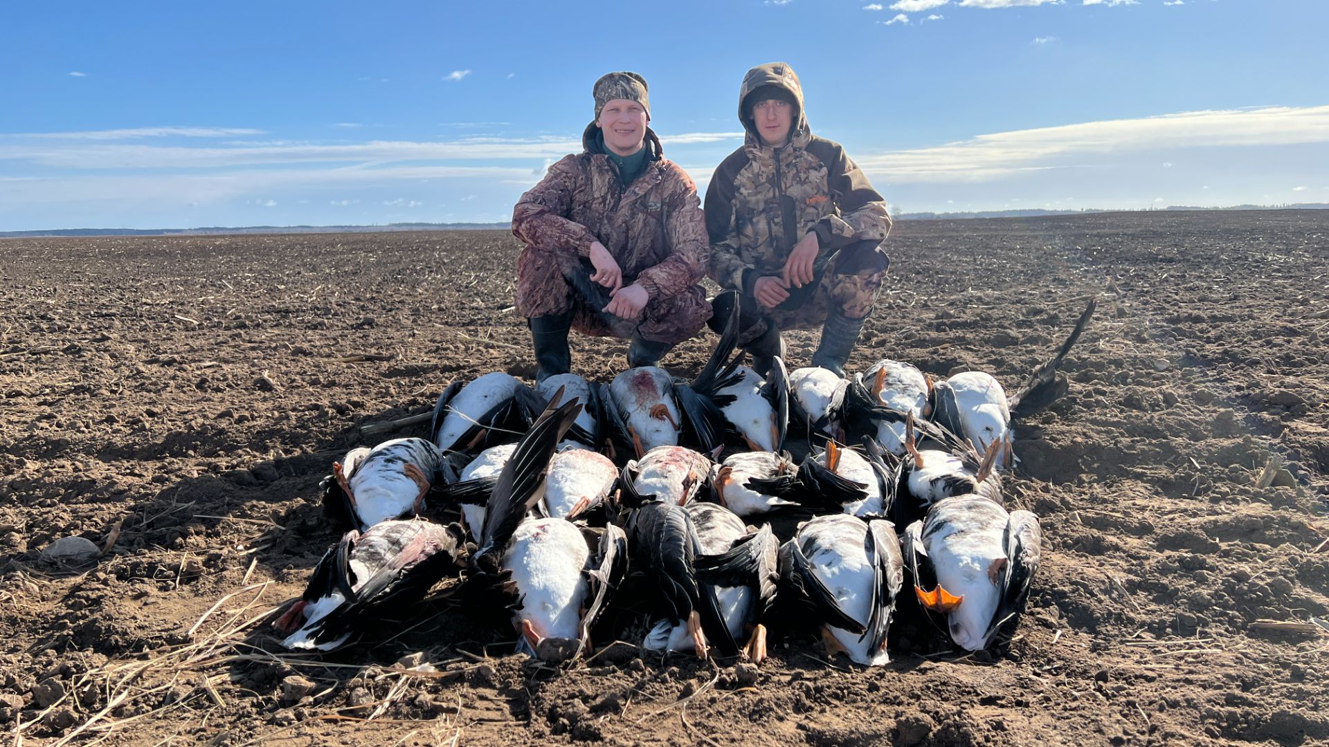 Охота на гуся 2026. Охота на гуся 06.04.2026. Гусь 2026. Охота в Беларуси.