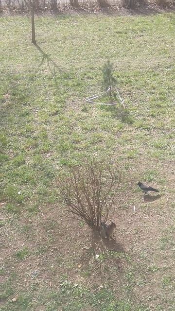 Кошачий контроль и вороны