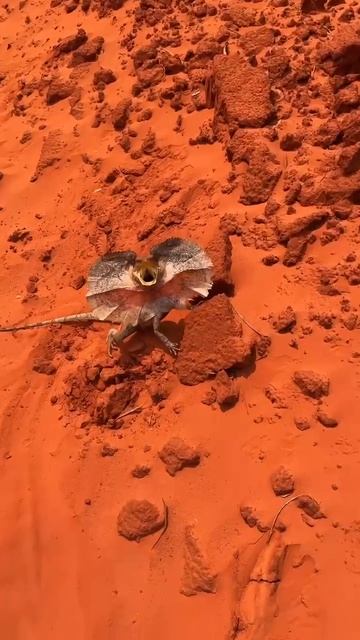 Австралийские ящерицы