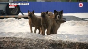 Жители Югры оценивают ситуацию с собаками