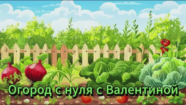 Как мы посадили Виноград в Сибири