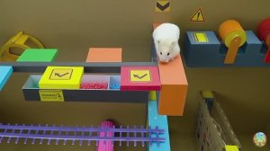 Хомячки играют в домике! Запутанный лабиринт #2