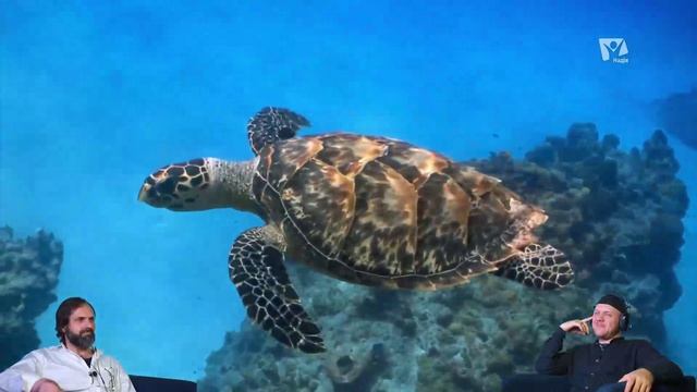 Происхождение человека