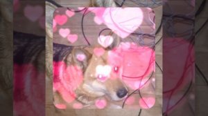 1000055998.mp4 (Собака наблюдает за устройством лестницы на 2-ой этаж в доме А-фрейм)