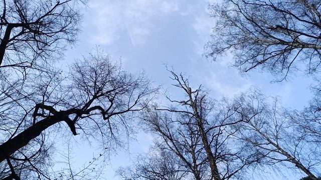 Апрельские трели птиц.