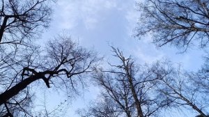 Апрельские трели птиц.