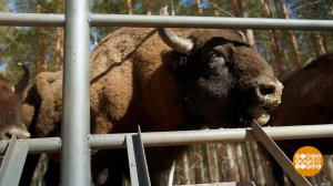 Как спасают зубров. Доброе утро. Фрагмент выпуска от 13.04.2026