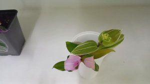 Комнатные растения/цветы. Традесканции . Не смогла расстаться.