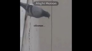 голубь упал и поел