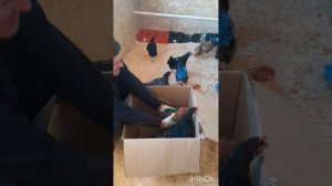 Курятник в деревне.🤠 #делакрестьянские