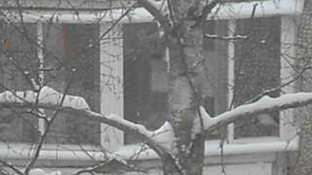 Голуби на ветке. Новогодние праздники. 2026. DSCN7268