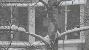 Голуби на ветке. Новогодние праздники. 2026. DSCN7268