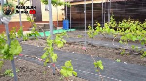 Нормировка кустов винограда побегами (19.05.2024) (Видеоблог Давида Алверцяна)