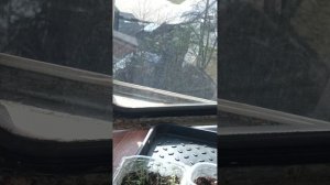 Строительный мусоровоз с огромными щупальцами.