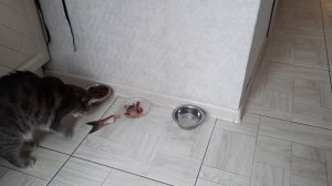 ШЕЛТИ любит рыбу