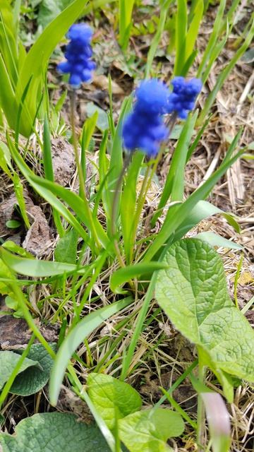 Первые цветы