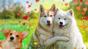 ХАСКИ БУБЛИК СНОВА ВЛЮБИЛСЯ после КАРОЛИНЫ!! Корги Пряник Говорящая собака